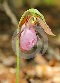 Pink lady's slipper photo