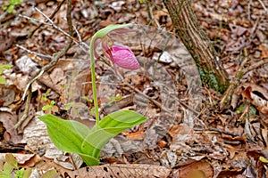 Pink lady\'s slipper emerged closeup