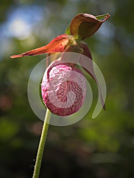 Pink Lady`s slipper flower low angle view close up