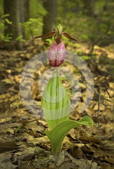 Pink lady's slipper flower, Shenipsit State Forest, Somers, Conn