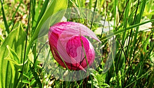 Pink Lady`s slipper orchid, red Cypripedium calceolus on the lawn in the grass.