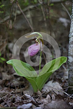 Pink Lady Slipper flower photo