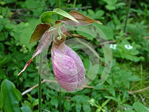 Pink Lady Slipper photo