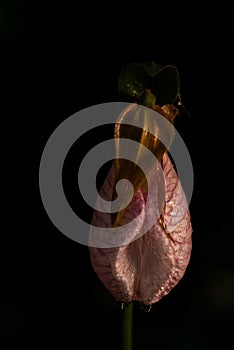 Pink Ladyslipper or Moccasin Flower wet from dew