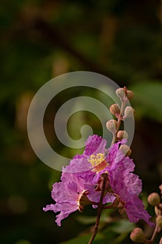 Pink Lagerstroemia speciosa flower, photo