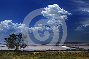 Pink lake. Sivash Bay, Ukraine, Kherson region