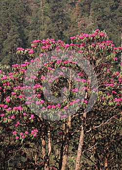 Pink Laligurans, rhododendrons, near Ghandruk