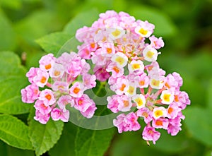 Pink lantana flowers.