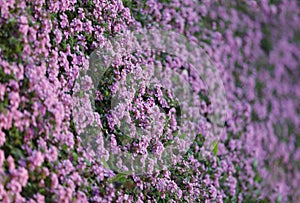 Pink lantana flowers, close up. Flowering Lantana Plant.