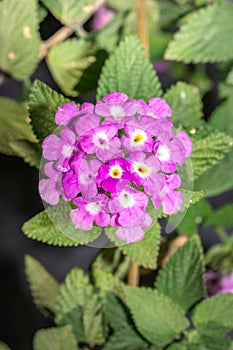 Pink lantana flowers (Lantana rugosa)