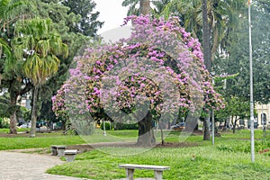 Pink lapacho (Handroanthus impetiginosus) in the Plaza Belgrano in San Salvador de Jujuy photo