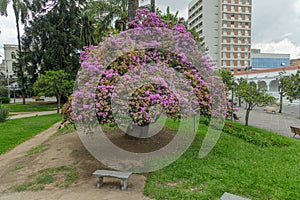 Pink lapacho (Handroanthus impetiginosus) in the Plaza Belgrano in San Salvador de Jujuy photo