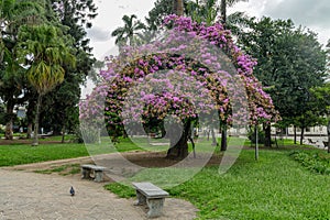 Pink lapacho (Handroanthus impetiginosus) in the Plaza Belgrano in San Salvador de Jujuy photo