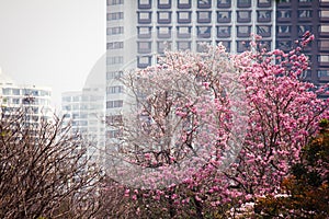 Pink lapacho tree