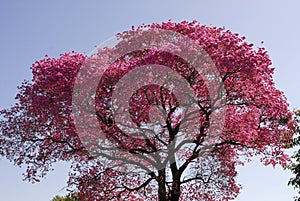 Pink Lapacho tree