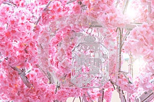 Pink large flowers blooming of the sakura tree on the branches blossom. Cage for birds with butterflies.