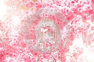 Pink large flowers blooming of the sakura tree on the branches blossom light glare. Cage for birds with butterflies.