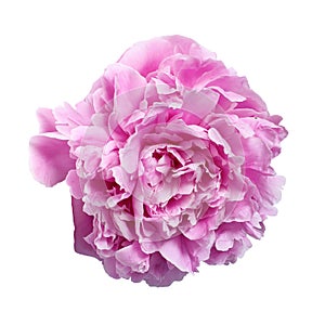 Pink large peony isolated on white background