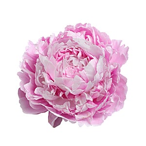 Pink large peony isolated on white background