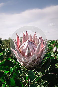 Pink Large Protea Half Opened on a Protea farm