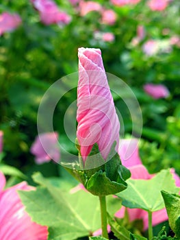 Pink lavatera bud