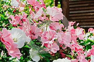 Pink lavatera in summer garden. Flowering bright plants as background. Delicate petals form bell