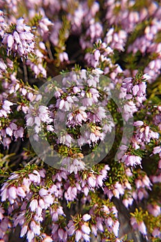 Pink lavender bell flowerets of heather