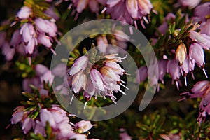 Pink lavender bell flowerets of heather