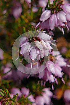 Pink lavender bell flowerets of heather