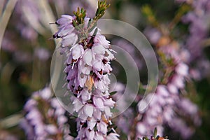 Pink lavender bell flowerets of heather