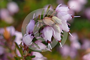 Pink lavender bell flowerets of heather