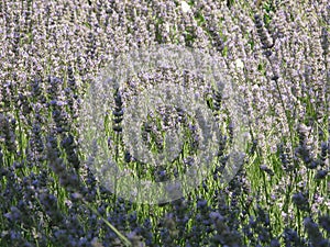 Pink lavender field in spring