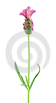 Pink lavender flower