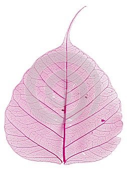 Pink leaf