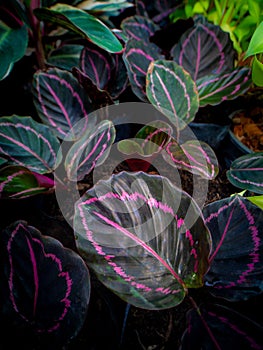 Pink Leaf-shaped in The Leaves
