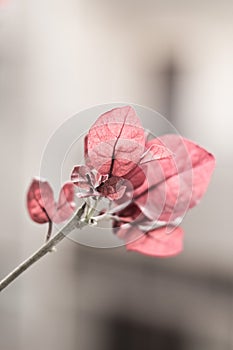 Pink leafs, flower, stem