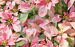 Pink leafs and green leafs