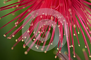 Pink leafs of perote flower