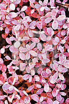 Pink leaves of bog blueberry covered by hoarfrost