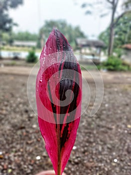 Pink leaves with a disfocused background