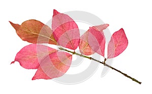 Pink leaves of Euonymus shrub on branch isolated