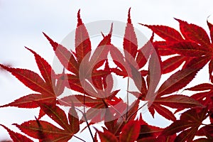 Pink leaves of the Japanese maple (Acer palmatum)