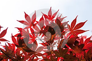 Pink leaves of the Japanese maple (Acer palmatum)