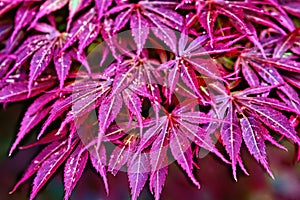 Pink leaves of the Japanese maple trees Acer palmatum in the park