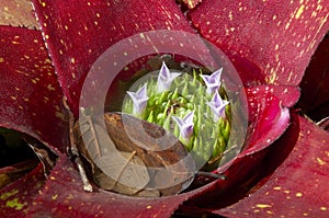 Pink leaves and tank with flowers of a blushing bromeliad