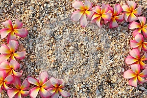 Pink Leelawadee flower