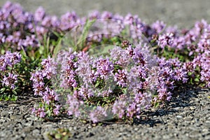 Pink lemon thyme (Thymus pulegioides).