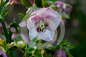 PInk Lenten Rose