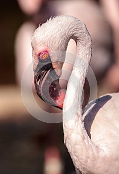 Pink lesser flamingo, Phoeniconaias minor