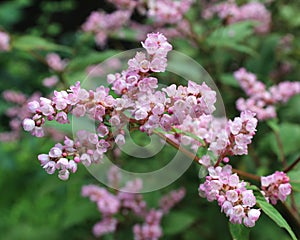 Pink Lesser Knotweed Flowers